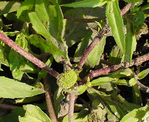 Eclipta plant with immature flower