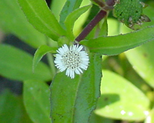 Mature eclipta flower