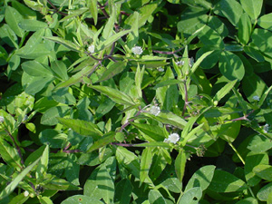 Eclipta growing among peanuts