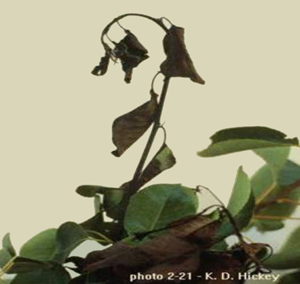 Plant with wilted leaves and a bent stem