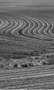 crop rows