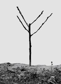 Bare stone fruit tree with two scaffold branches on each side