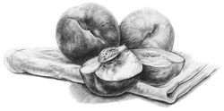 Illustration of sliced peaches