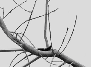 Branch with water sprouts