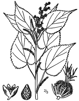 Illustration of hophornbeam copperleaf