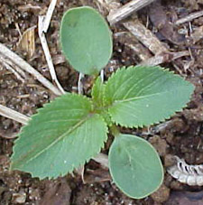 Figure 3. Two-leaf seedling of hophornbeam copperleaf. (S. Komar)Figure 3. Two-leaf seedling of hophornbeam copperleaf. (S. Komar)