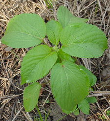 Young hophornbeam copperleaf plant