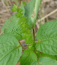 terminal hophornbeam copperleaf flower