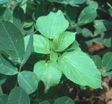 hophornbeam copperleaf growing in peanut