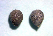 Hophornbeam copperleaf seed