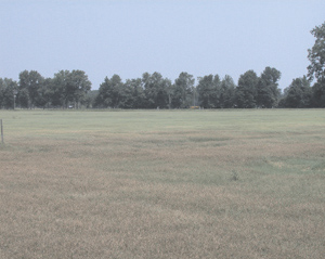 Field of infected bermudagrass