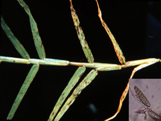 Blade of bermudagrass with yellowed Helminthosporium symptoms and an inset of a microscope image of conidiophores