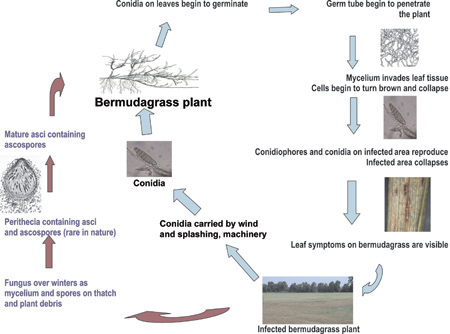 helminthosporium blot leaf pe iarba bermuda