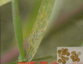 Blade of grass with leaf rust and inset of microscope image of leaf rust conidiophores