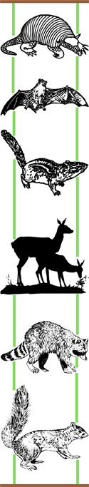 Illustrations of mammals: armadillo, bat, chipmunk, deer, raccoon, and squirrel