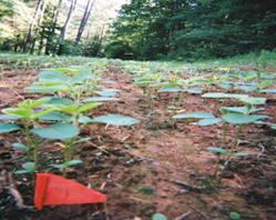 Figure 2a. The undamaged ("unbrowsed") soybean food plot at 9 days after soybean emergence following Milorganite® treatment.