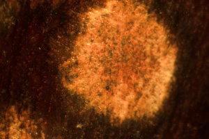 Figure 2. Appearance of spots when sporangio-phores are not actively produced. At this stage, spots appear as orange relatively smooth areas on the canes. These spots can be confused for rust diseases, though rust spores are not present. 