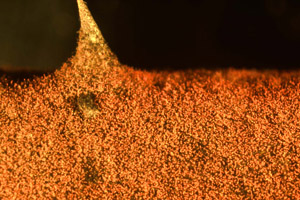 Microscope image showing orange felt appearance of sporangiophores