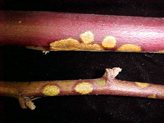 Canes with orange spots