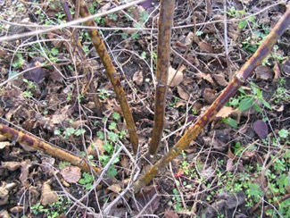 Canes with yellow-orange spots near the base