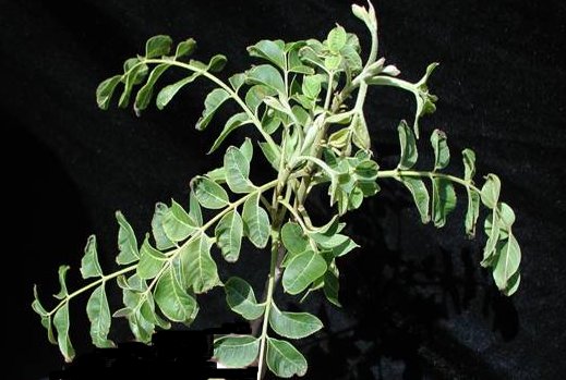 Pecan leaves with typical shape