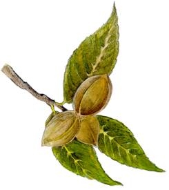 illustration of pecans on a branch