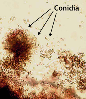 Conidia