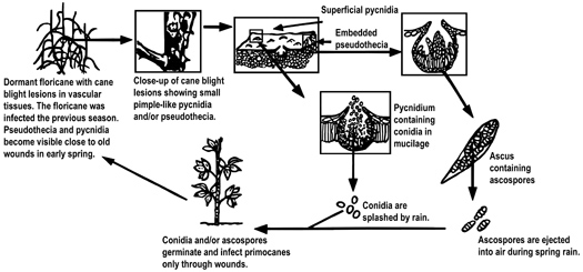 Disease cycle of cane blight.