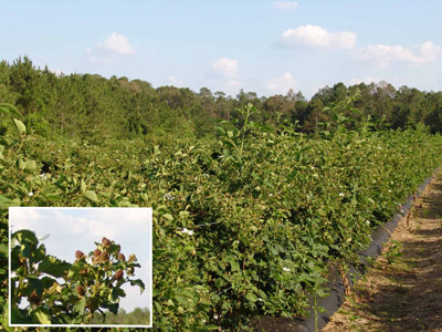 Properly managed blackberry bushes