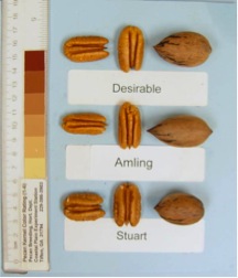 Amling pecans compared to Desirable and Stuart selection pecans. Each is shown in and out of the shell.