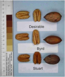 Byrd pecans compared to Desirable and Stuart selection pecans. Each is shown in and out of the shell.