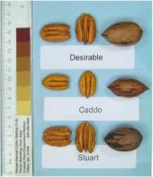 Caddo pecans compared to Desirable and Stuart selection pecans. Each is shown in and out of the shell.