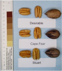 Cape Fear pecans compared to Desirable and Stuart selection pecans. Each is shown in and out of the shell.