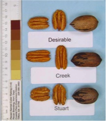 Creek pecans compared to Desirable and Stuart selection pecans. Each is shown in and out of the shell.