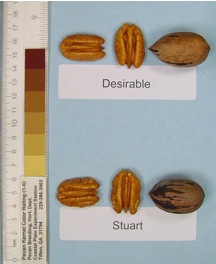 Desirable pecans Stuart selection pecans. Each is shown in and out of the shell.