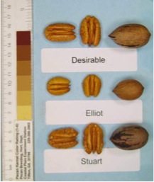 Elliott pecans compared to Desirable and Stuart selection pecans. Each is shown in and out of the shell.