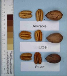 Excel pecans compared to Desirable and Stuart selection pecans. Each is shown in and out of the shell.