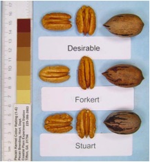 Forkert pecans compared to Desirable and Stuart selection pecans. Each is shown in and out of the shell.