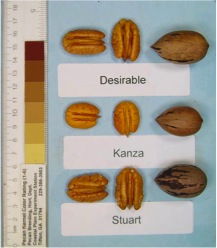 Kanza pecans compared to Desirable and Stuart selection pecans. Each is shown in and out of the shell.