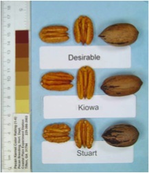 'Kiowa' pecans compared to Desirable and Stuart selection pecans. Each is shown in and out of the shell.