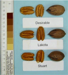 Lakota pecans compared to Desirable and Stuart selection pecans. Each is shown in and out of the shell.