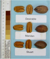Mandan pecans compared to Desirable and Stuart selection pecans. Each is shown in and out of the shell.