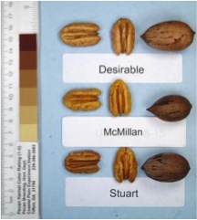McMillan pecans compared to Desirable and Stuart selection pecans. Each is shown in and out of the shell.