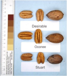 Oconee pecans compared to Desirable and Stuart selection pecans. Each is shown in and out of the shell.