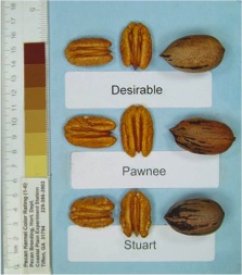 Pawnee pecans compared to Desirable and Stuart selection pecans. Each is shown in and out of the shell.