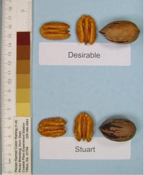 Stuart pecans compared to Desirable selection pecans. Each is shown in and out of the shell.