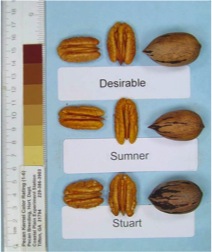 Sumner pecans compared to Desirable and Stuart selection pecans. Each is shown in and out of the shell.