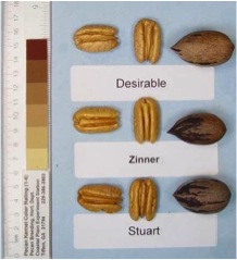 Zinner pecans compared to Desirable and Stuart selection pecans. Each is shown in and out of the shell.