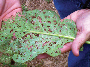 Leaf with extensive feeding damage