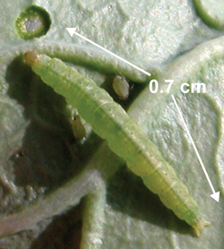 Diamondback moth larva feeding on cabbage leaf.